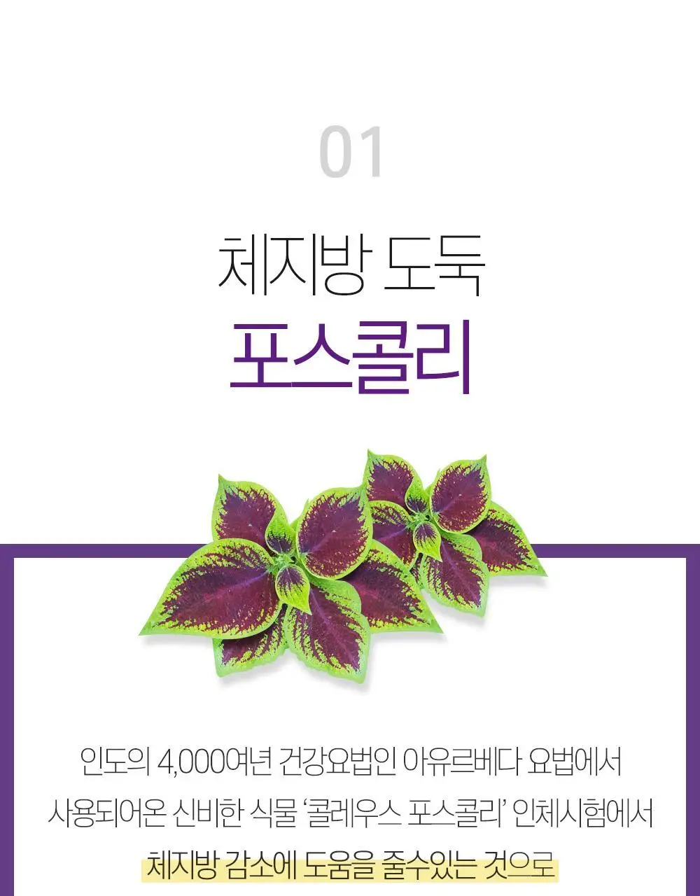 [체지방 감소/7중기능성] 그린몬스터 다이어트 콜레우스포스콜리 800mg*28정 상세페이지 8